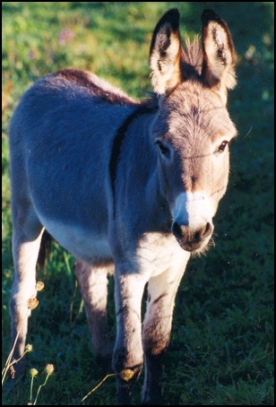 Burro standing in field